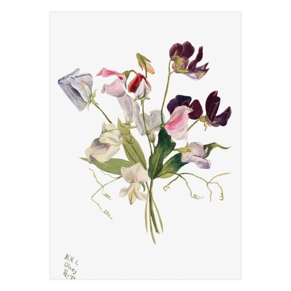 16 Gėlių studija - Mary Vaux Walcott plakatas