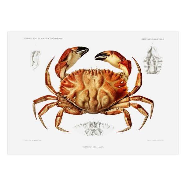 31 Dungenso krabas - Albert I plakatas