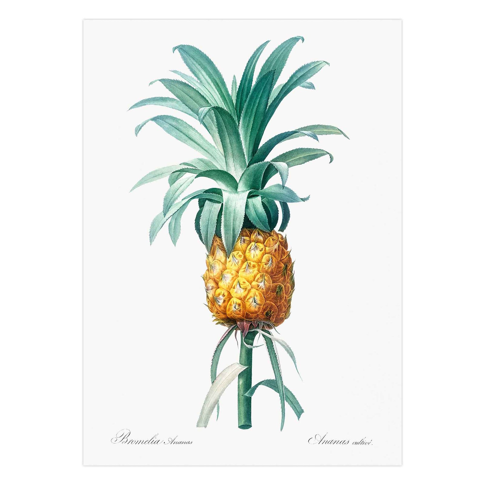 35 Geltonas ananasas - Pierre-Joseph Redouté plakatas