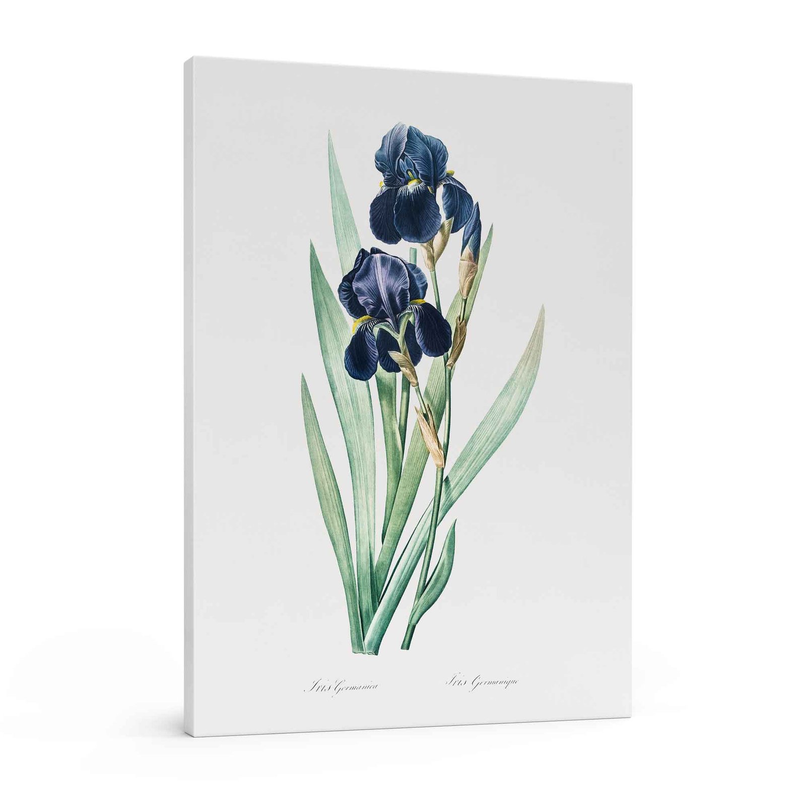 37 Vokiškas irisas - Pierre-Joseph Redouté paveikslas