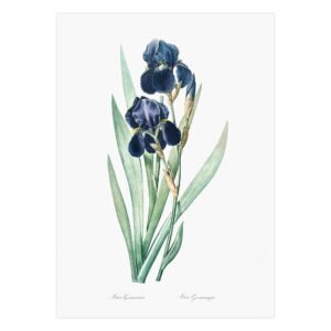 37 Vokiškas irisas - Pierre-Joseph Redouté plakatas