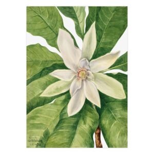 9 Triskiautė magnolija - Mary Vaux Walcott plakatas