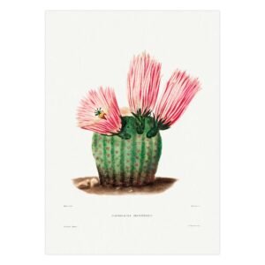 96 plakatas su Vaivorykštės kaktusas - Charles Antoine Lemaire