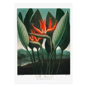 45 plakatas interjerui - Karalienės augalas - Robert John Thornton