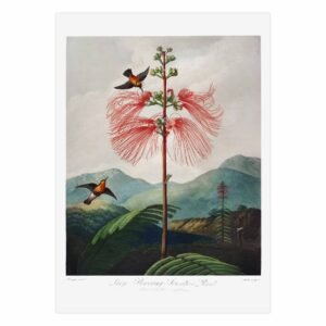 50 plakatas ant popieriaus - Stambiažiedė mimoza - Robert John Thornton