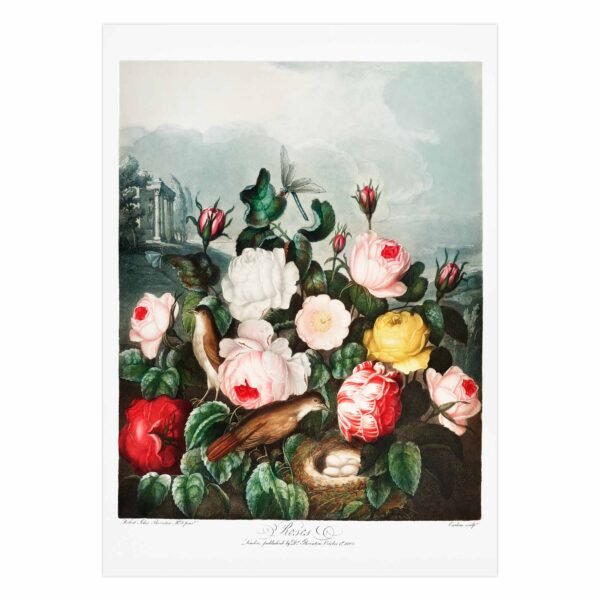 55 plakatas ant popieriaus internetu - Rožės - Robert John Thornton