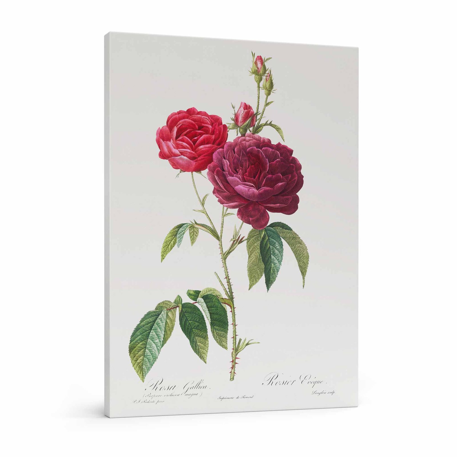 62 paveikslas ant drobes reprodukcija - Violetinė prancūziška rožė - Pierre-Joseph Redouté