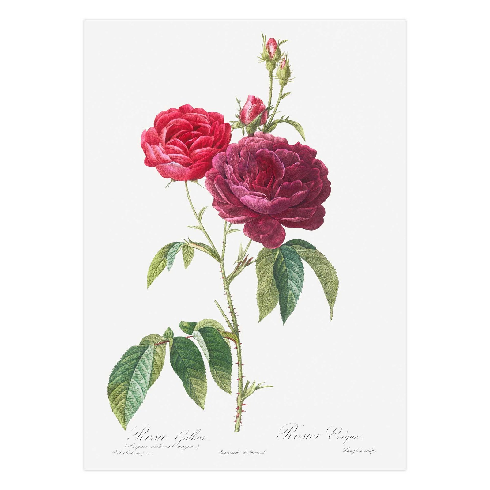 62 plakatas interjere - Violetinė prancūziška rožė - Pierre-Joseph Redouté