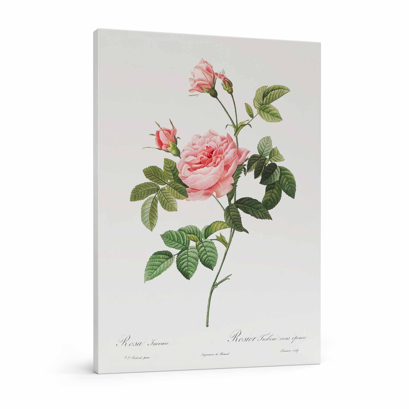 63 didelis paveikslas su gelemis - Burso rožė - Pierre-Joseph Redouté