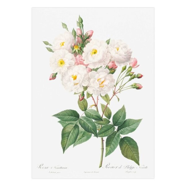 64 paveikslas su gelemis - Noisette rožė - Pierre-Joseph Redouté