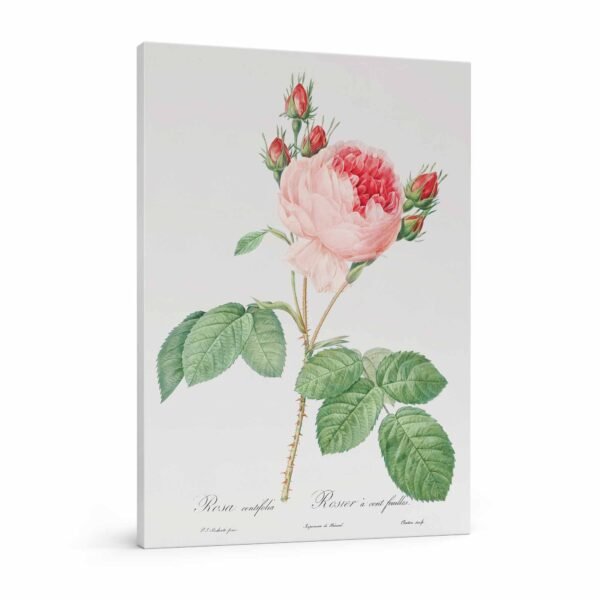 65 paveikslas ant drobes - Šimtalapė rožė - Pierre-Joseph Redouté