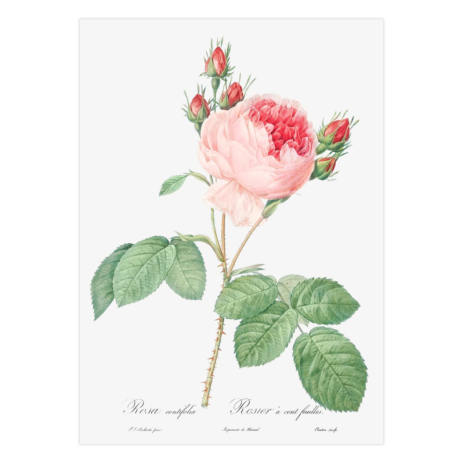 65 paveikslas su gele - Šimtalapė rožė - Pierre-Joseph Redouté
