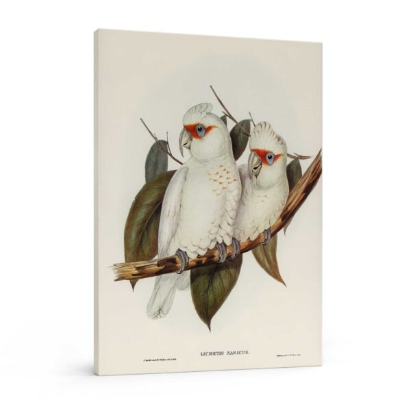 70 didelis gamtos paveikslas - Rausvakaklis kakadu - Elizabeth Gould