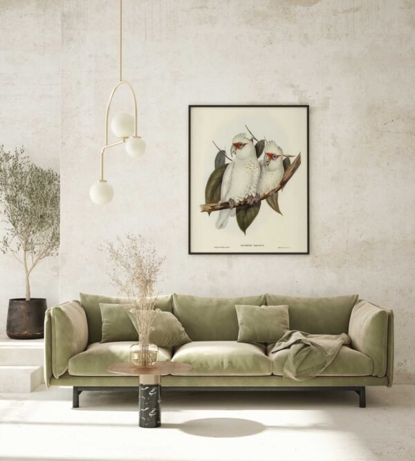 70 paveikslas su papugomis - Rausvakaklis kakadu - Elizabeth Gould