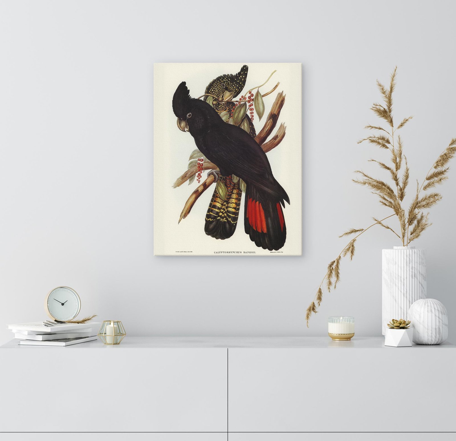 72 klasikinis paveikslas ant drobes - Juodoji kakadu - Elizabeth Gould