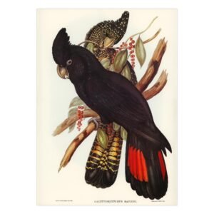 72 kokybiskos reprodukcijos ant drobes - Juodoji kakadu - Elizabeth Gould