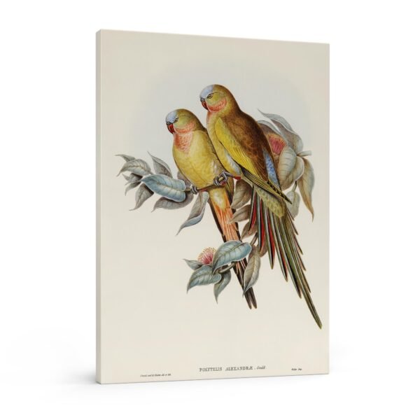 73 reprodukcija ant drobes - Aleksandros spalvingoji papūga - Elizabeth Gould