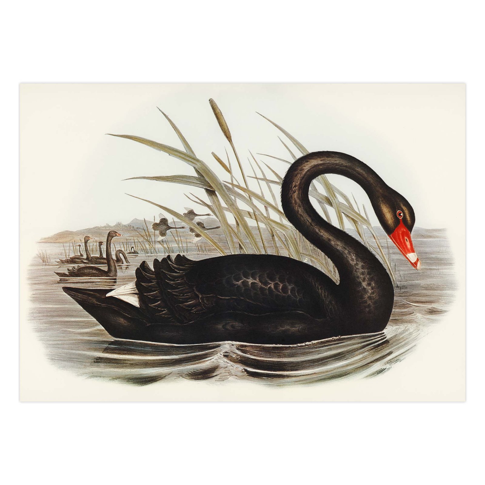 74 klasikinis paveikslas - Juodoji gulbė - Elizabeth Gould