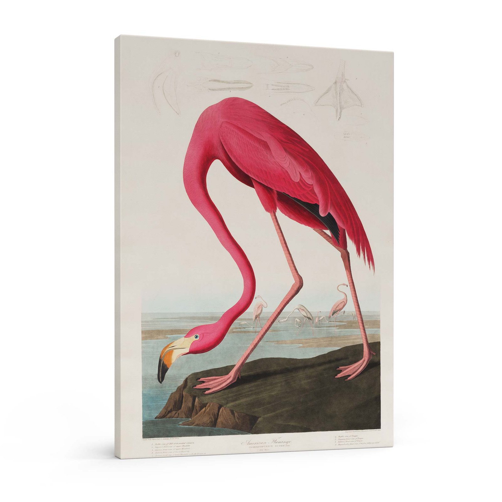 81 paveikslas ant drobes - Rožinis flamingas - John James Audubon