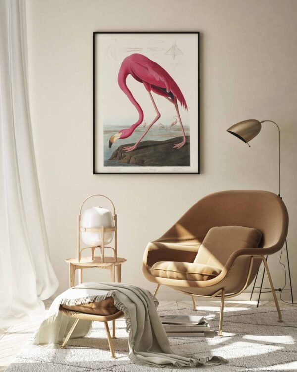 81 paveikslas namuose gamta - Rožinis flamingas - John James Audubon