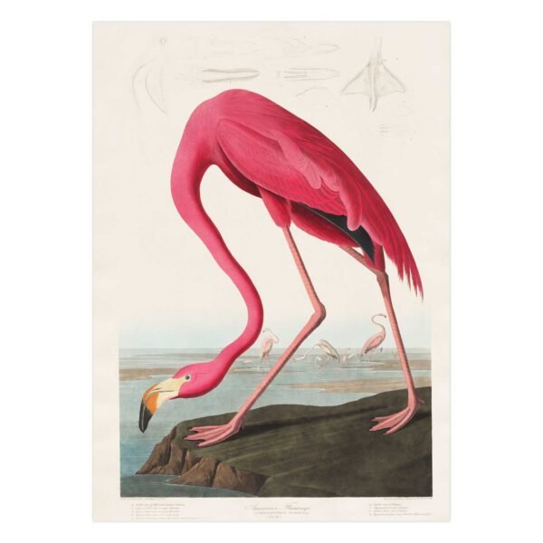 81 senovinis plakatas interjere - Rožinis flamingas - John James Audubon