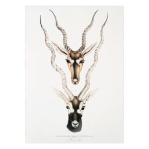82 plakatas - Indijos antilopė - John Edward Gray