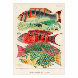 83 riskus didelis paveikslas namams - Didžiojo barjerinio rifo žuvys - William Saville-Kent