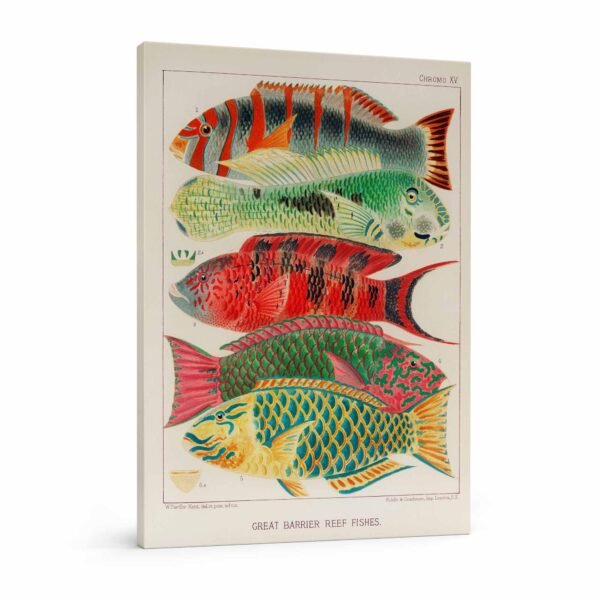 83 spalvingas paveikslas ant drobes - Didžiojo barjerinio rifo žuvys - William Saville-Kent