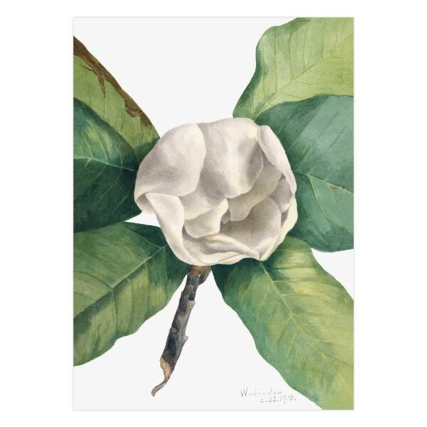 179 reprodukcijos internetu - Pietų magnolija - Mary Vaux Walcott