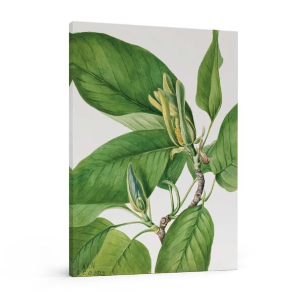 181 drobes paveikslai - Agurkinė magnolija - Mary Vaux Walcott