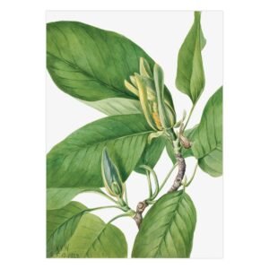 181 parduodami paveikslai - Agurkinė magnolija - Mary Vaux Walcott
