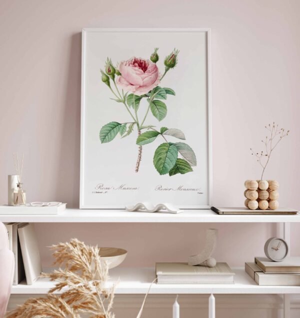 86 paveikslas darbo kambaryje - Kopūstinė rožė - Pierre-Joseph Redouté
