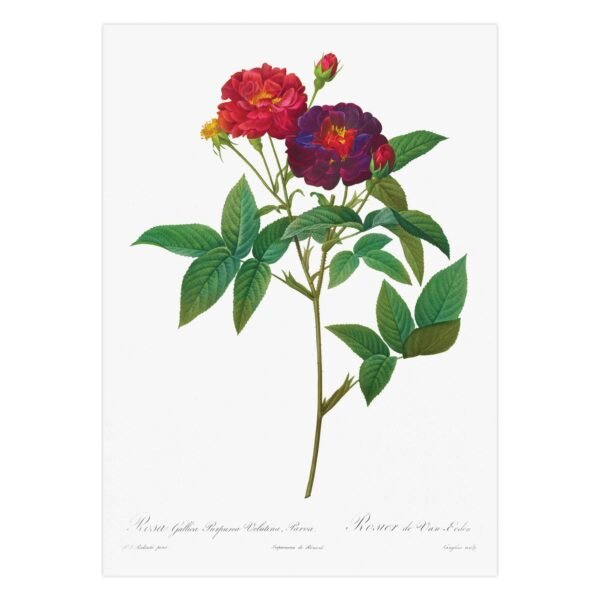 88 gamtos paveikslas - Prancūziška rožė - Pierre-Joseph Redouté