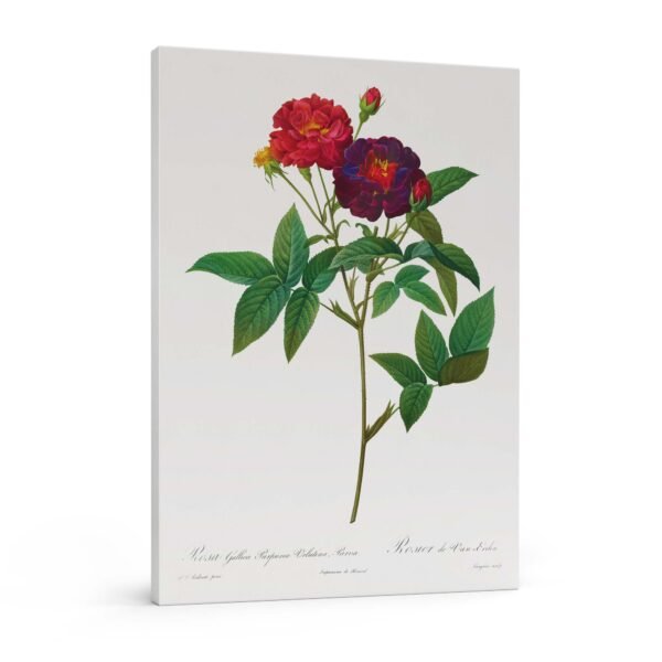 88 reprodukcijos ant drobes - Prancūziška rožė - Pierre-Joseph Redouté