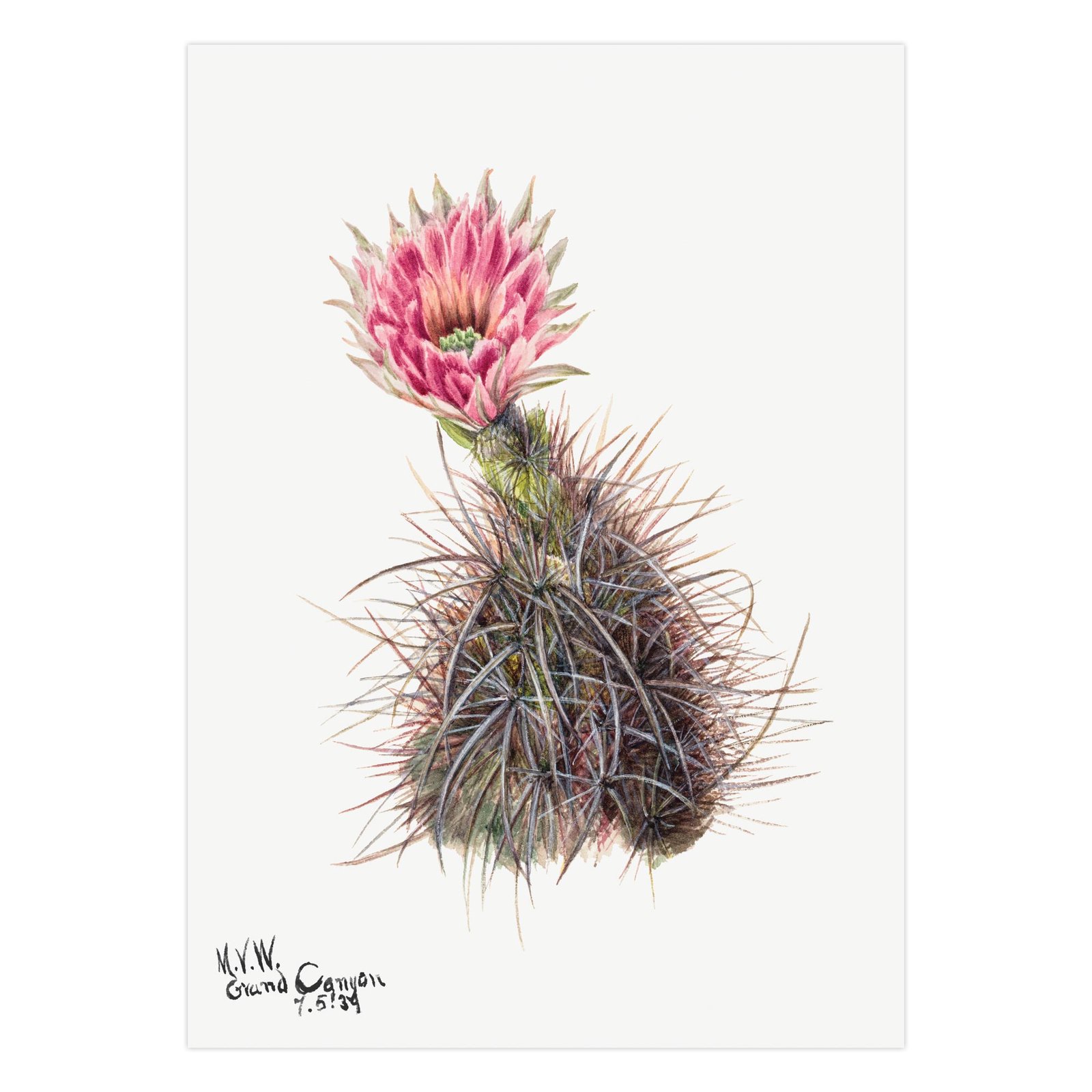 213- paveikslai pirkti - Kaktusas nakties karalienė - Mary Vaux Walcott