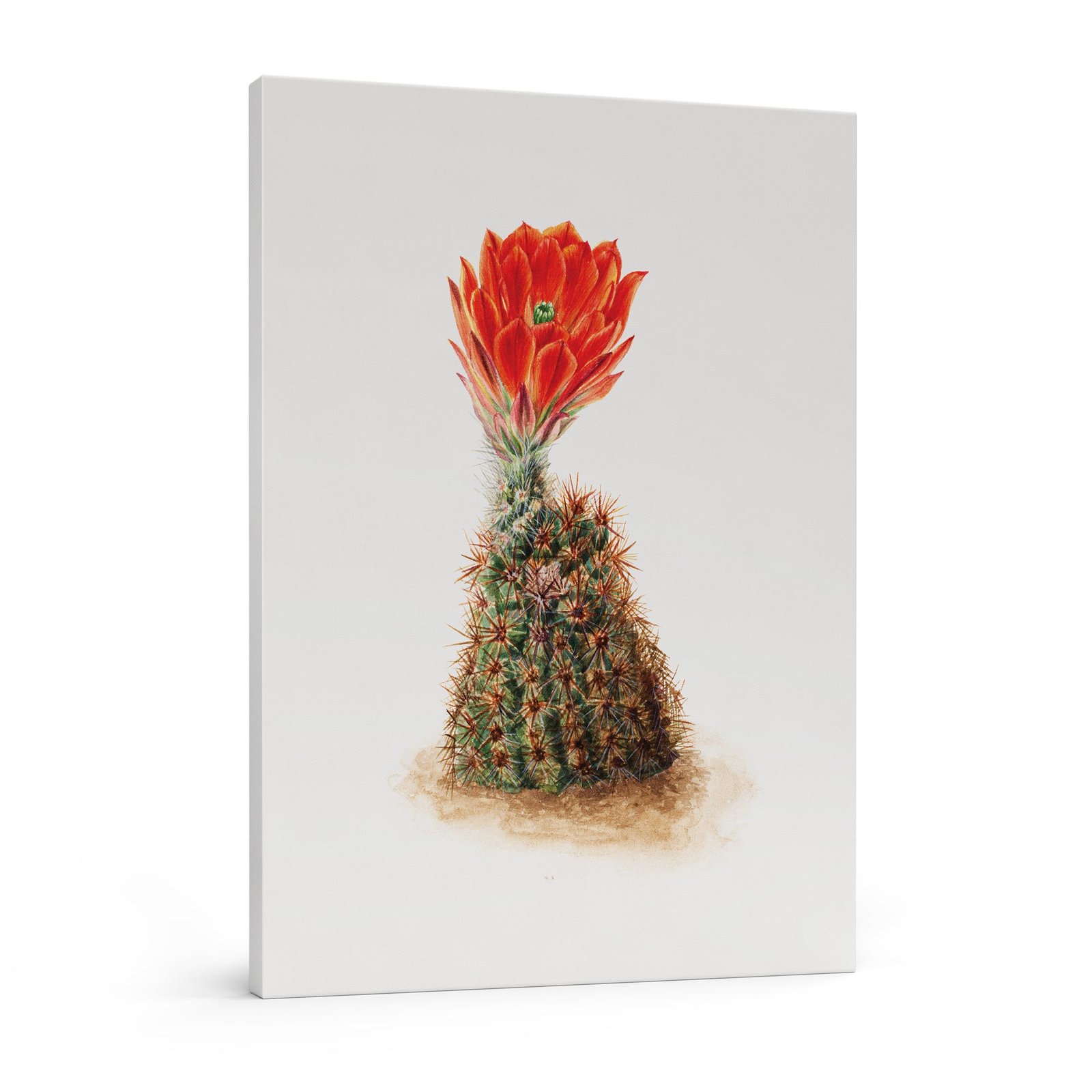 216-grazus paveikslai - Kaktusas nakties karalienė - Mary Vaux Walcott