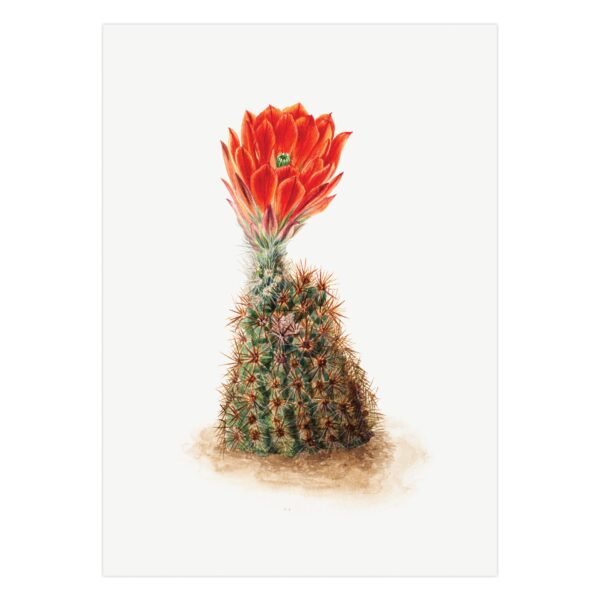 216- modernus paveikslai - Kaktusas nakties karalienė - Mary Vaux Walcott