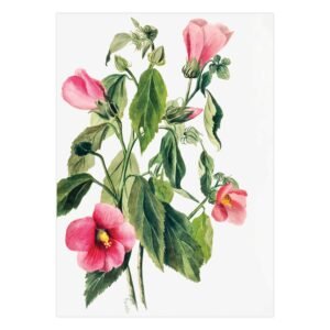 227-grazus paveikslas - Rožinis gencijonas - Mary Vaux Walcott