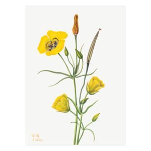 233-grazus paveikslai - Lelija mariposa - Mary Vaux Walcott