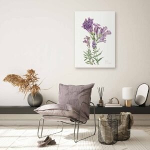 249-grazus paveikslai - Violetinis penstemonas - Mary Vaux Walcott