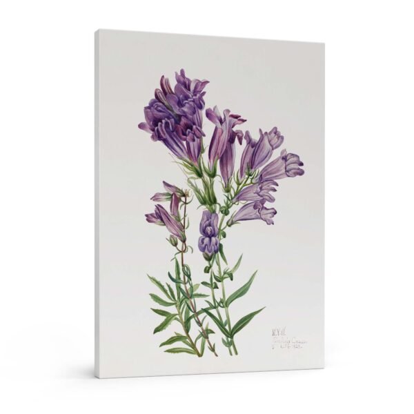 249- printai ant drobes -Violetinis penstemonas - Mary Vaux Walcott