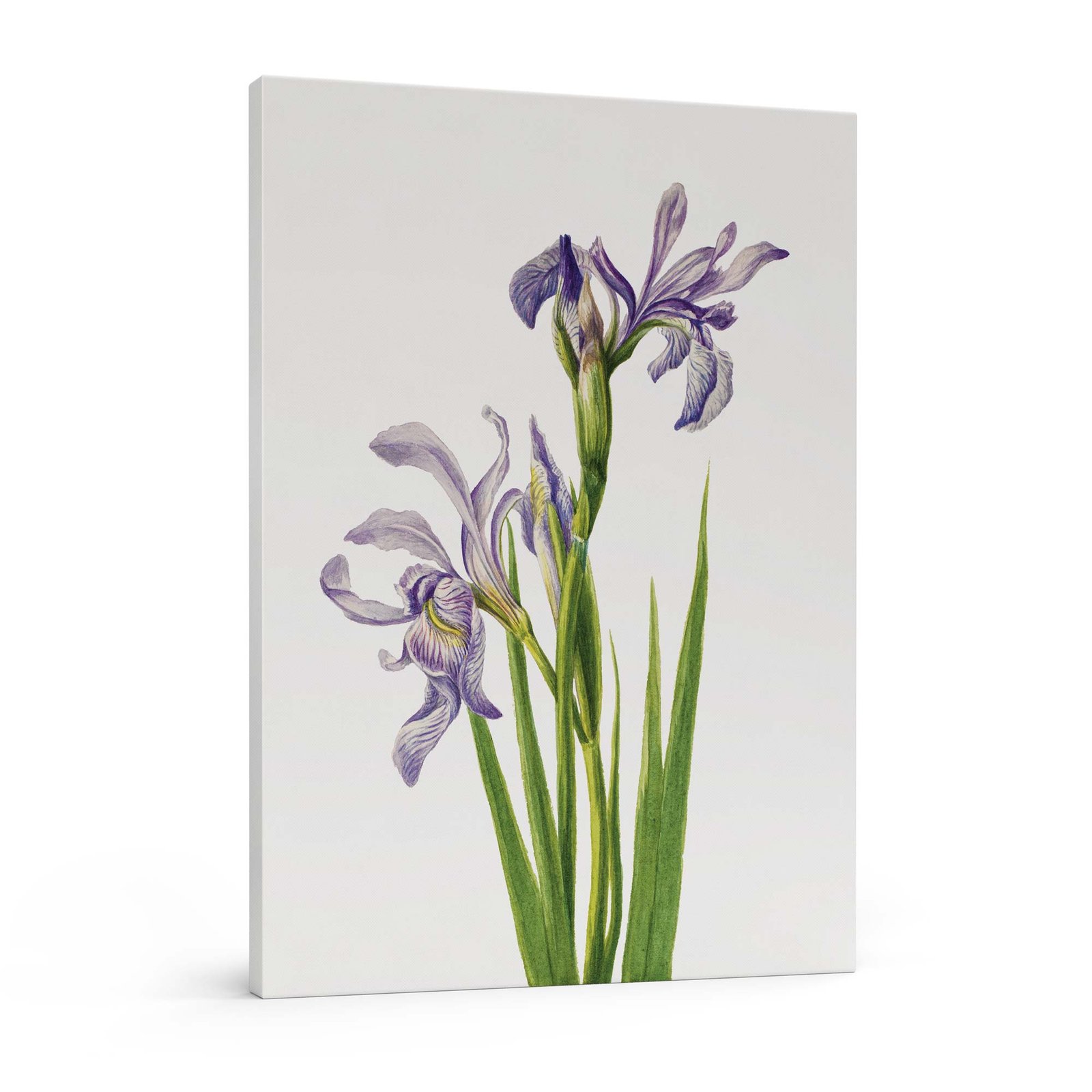 259-paveikslai internetu - Vakarų mėlynasis irisas - Mary Vaux Walcott