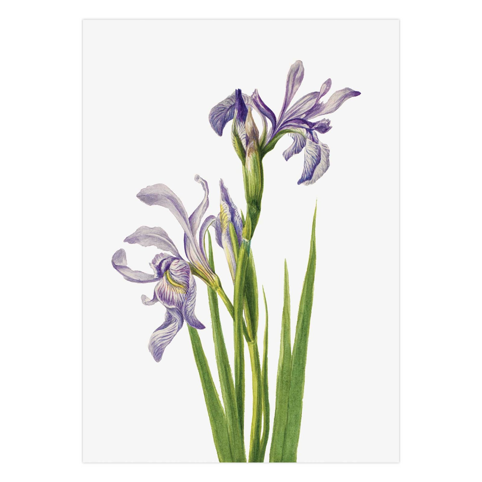 259-paveikslai pirkti - Vakarų mėlynasis irisas - Mary Vaux Walcott