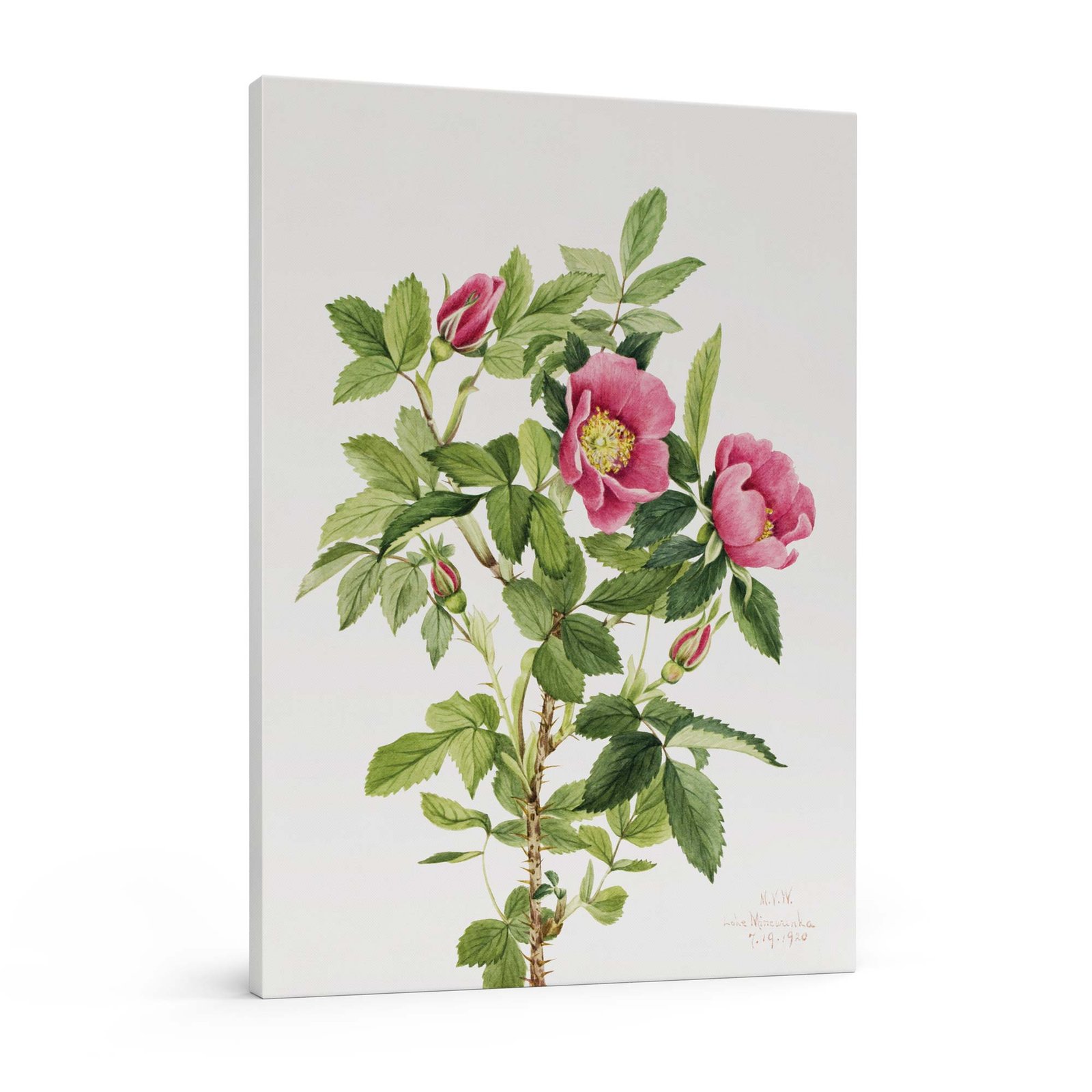 261-grazus paveikslai - Rožė Bourgeau - Mary Vaux Walcott