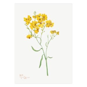 271- grazus paveikslai - Pievų gėlė Psilostrophe - Mary Vaux Walcott