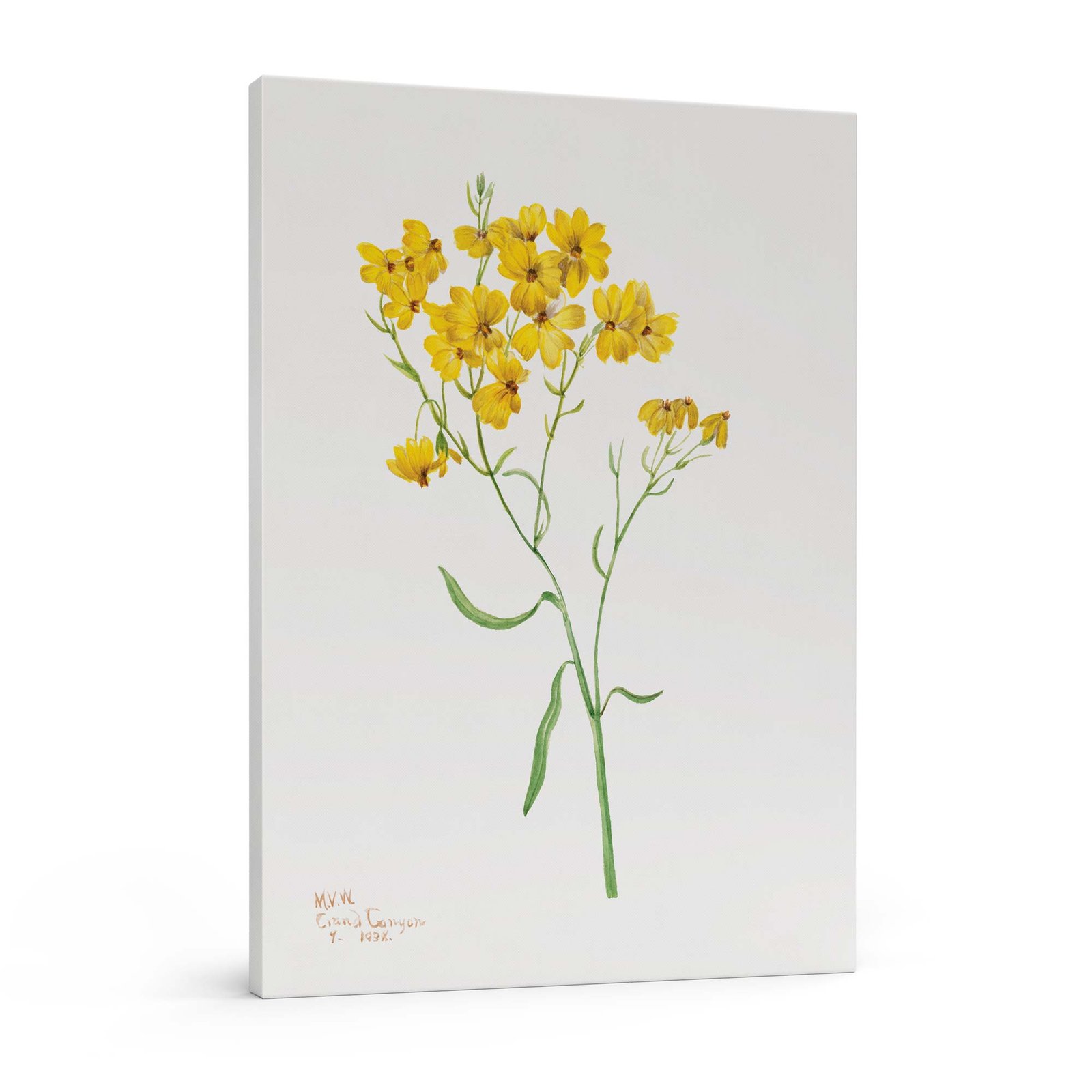 271 - paveikslai ant drobes - Pievų gėlė Psilostrophe - Mary Vaux Walcott