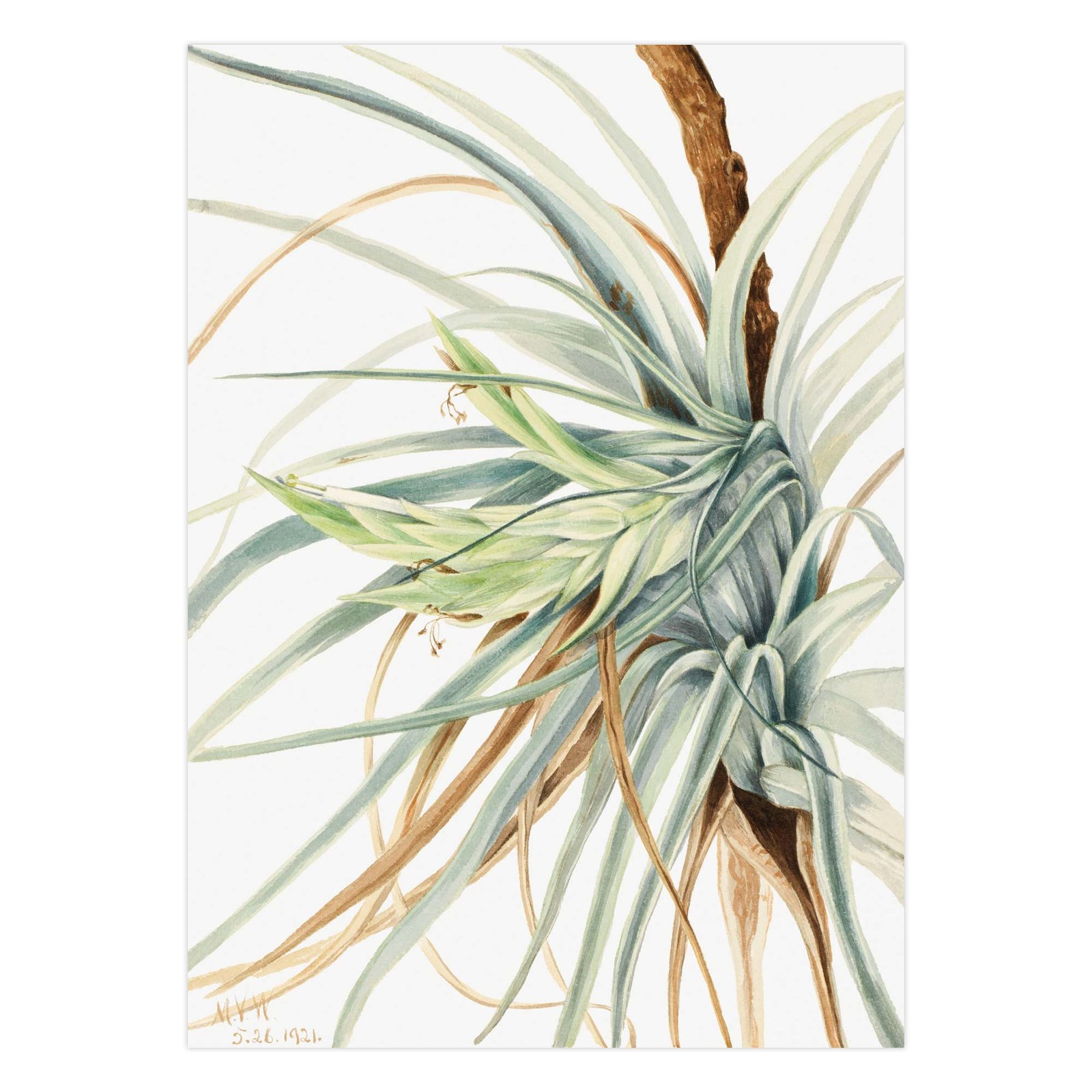 273-pigus paveikslai - Laukinis ananasas - Mary Vaux Walcott