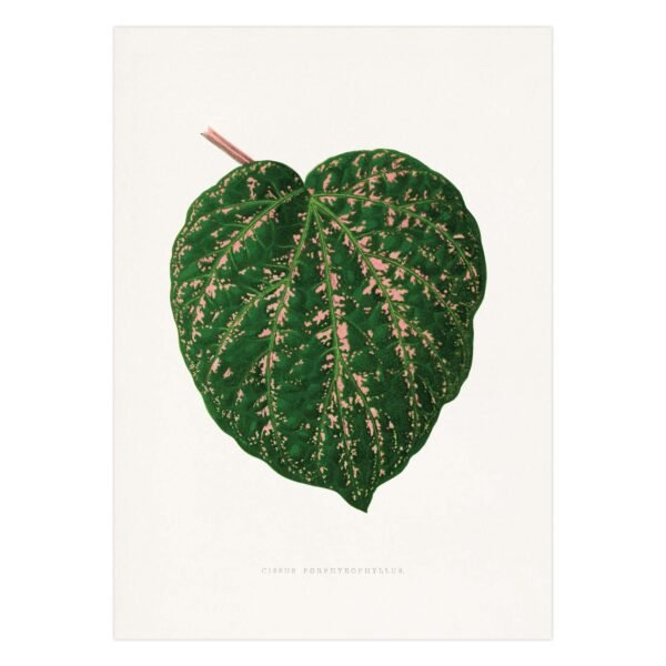 282- paveikslai ant drobes - Cissus Porphyrophyllus lapas - Alexander Francis Lydon & Benjamin Fawsett