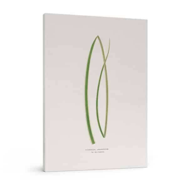 291- paveikslai ant drobes - Pampos žolė - Alexander Francis Lydon & Benjamin Fawsett