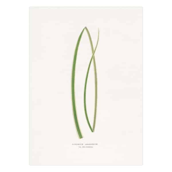 291- paveikslai pirkti - Pampos žolė - Alexander Francis Lydon & Benjamin Fawsett